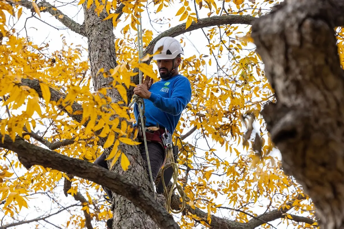 Skilled Dead Tree Removal crew working in Champion